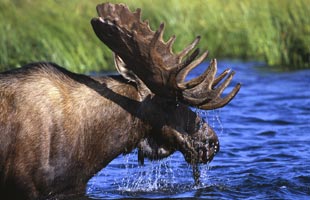 moose hunting