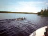 Moose swimming